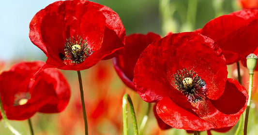 Poppies